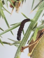 Agonopterix umbellana