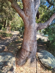 Eucalyptus scias scias