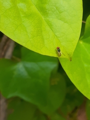 Microchrysa flaviventris