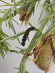 Agonopterix umbellana