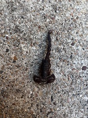 Pseudouroctonus reddelli