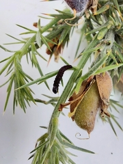 Agonopterix umbellana