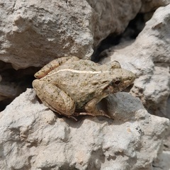 Fejervarya limnocharis