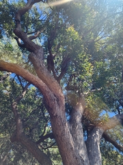 Eucalyptus scias scias