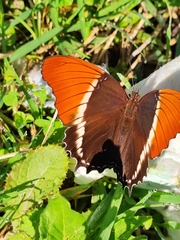 Siproeta epaphus epaphus