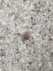 Kaliella depressa