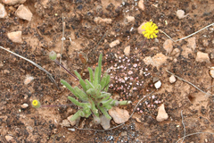 Asteridea athrixioides