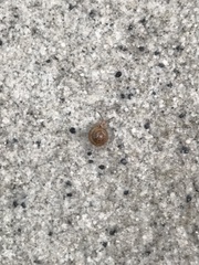 Kaliella depressa