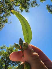 Eucalyptus scias scias