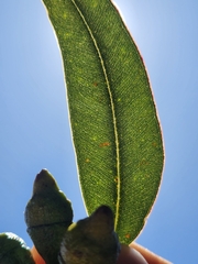 Eucalyptus scias scias