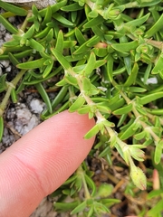 Spergularia tasmanica