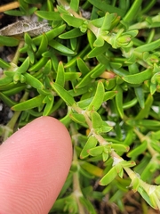 Spergularia tasmanica