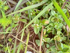 Richardia brasiliensis