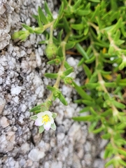 Spergularia tasmanica