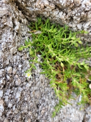 Spergularia tasmanica