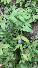 Nothochelone nemorosa