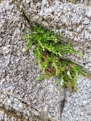 Spergularia tasmanica