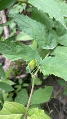 Nothochelone nemorosa