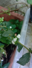 Fagopyrum esculentum