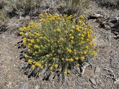 Chrysothamnus viscidiflorus viscidiflorus