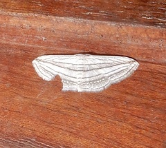 Scopula opicata