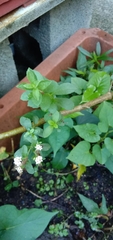 Fagopyrum esculentum