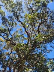 Eucalyptus umbra