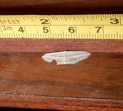 Scopula opicata