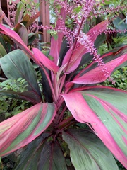 Cordyline fruticosa