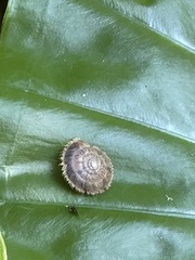 Plectotropis mackensii