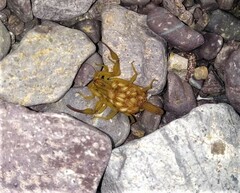 Centruroides elegans