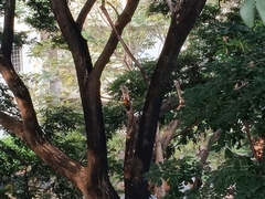 Dinopium benghalense