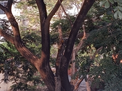 Dinopium benghalense