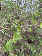 Cordia monoica