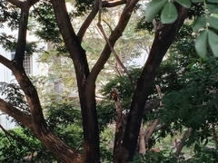 Dinopium benghalense