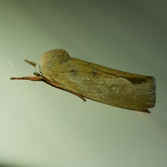 Cryptophasa rubescens