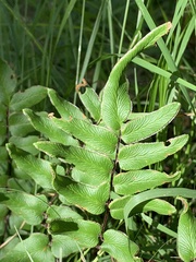 Cheilanthes viridis