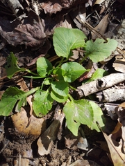 Viola primulifolia
