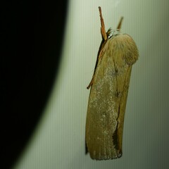 Cryptophasa rubescens