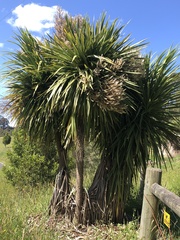 Cordyline