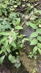 Micranthes odontoloma