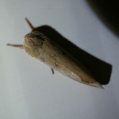 Cryptophasa rubescens