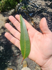 Eucalyptus umbra