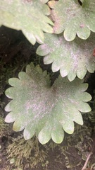 Micranthes odontoloma