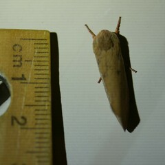 Cryptophasa rubescens