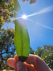 Eucalyptus umbra