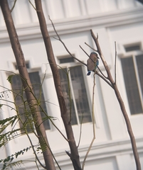 Coracias benghalensis