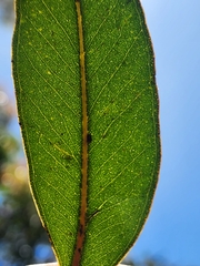 Eucalyptus umbra