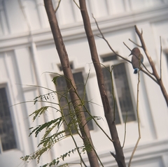 Coracias benghalensis