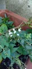 Fagopyrum esculentum